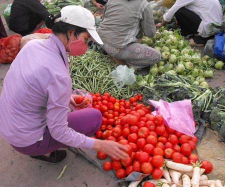 Người tiêu dùng yên tâm hơn khi chọn những quả cà chua đỏ ửng "made in Hà Nội" không phun thuốc, chín đỏ với giá 10.000 đồng/kg.